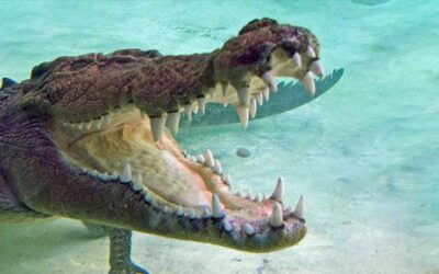 Exploring the World’s Strongest Bites in the Animal Kingdom