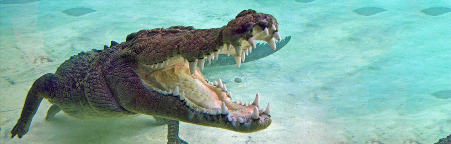 Exploring the World’s Strongest Bites in the Animal Kingdom